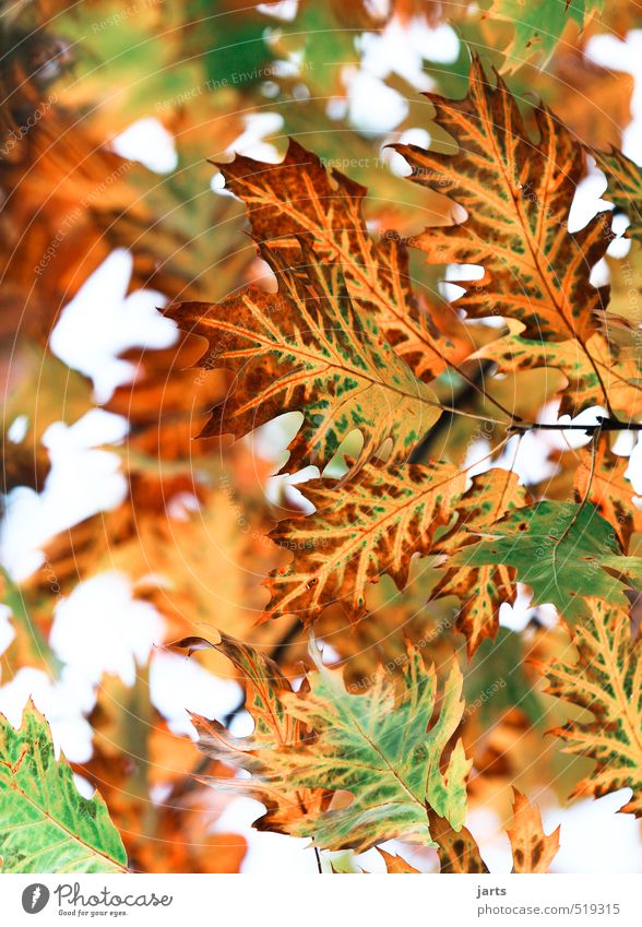 colourful Umwelt Natur Herbst Schönes Wetter Baum Blatt Wald natürlich schön braun gelb gold grün rot Gelassenheit ruhig elegant Farbfoto Außenaufnahme