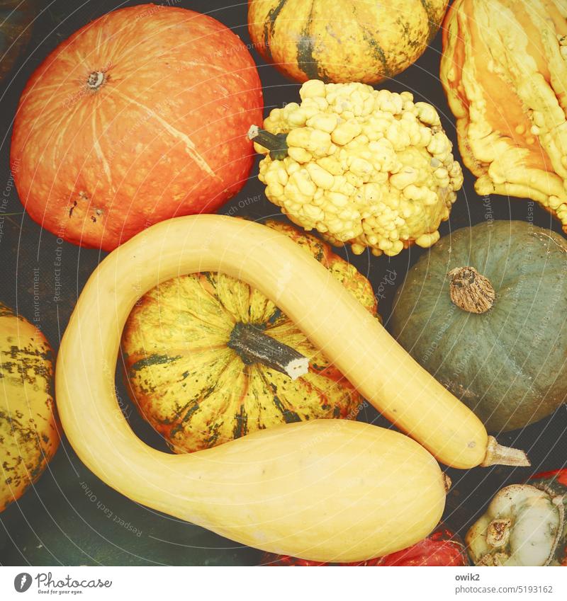 Wurstwaren Kürbisgewächse Herbst dekorativ Lebensmittel gelb Farbfoto herbstlich Gemüse Zierkürbisse Erntedankfest Zierpflanze Außenaufnahme viele Gartenfrüchte