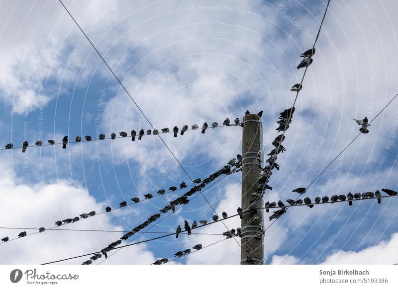 Massendemonstration der Tauben Vogel viele Leitung Kabel Himmel Wolken Stadt städtisch Salzburg Strommast sitzen Elektrizität blau Natur fliegen Tier