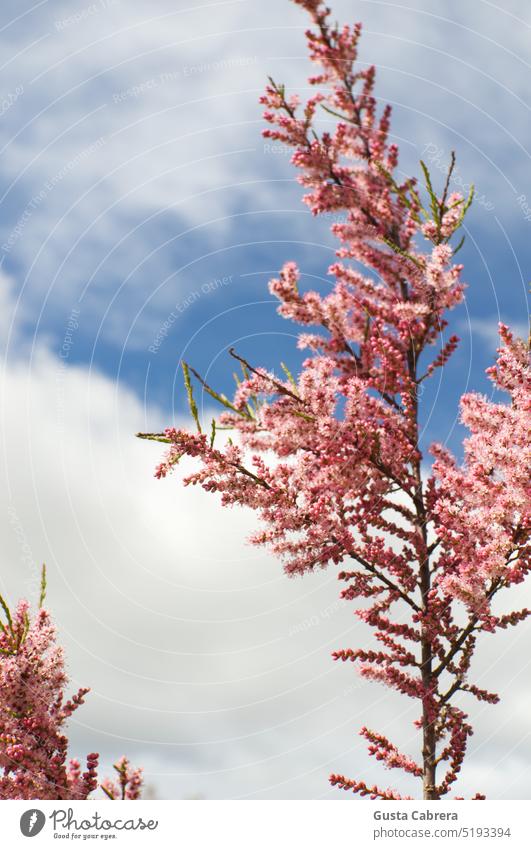 Ein Zweig mit rosa Wildblumen kontrastiert mit dem blauen Himmel. kontrastierende Farben Kontrast Ast wild Blumen Wind Bewegung Natur Baum Pflanze Außenaufnahme