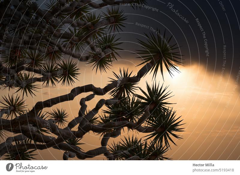 Baum namens Drago auf den Kanarischen Inseln im Kontrast zum Licht des Himmels an einem dramatischen Tag NaturLiebhaber Grün BotanicalGarden ForestWalk