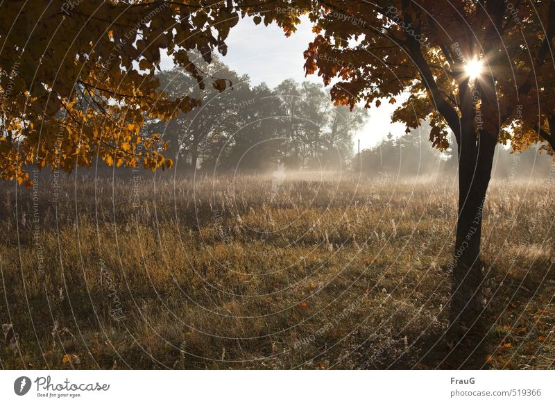 Oktobermorgen Natur Landschaft Sonne Herbst Nebel Baum Gras Wiese Menschenleer braun gelb ruhig Morgen Dunst Herbstfärbung Schönes Wetter Farbfoto Außenaufnahme