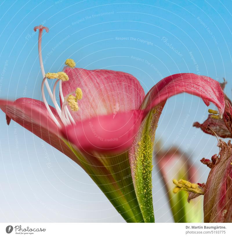 Hippeastrum vittatum (L'Hér.) Herb. aus Nordagentinien (Misiones), Blütenstand, "Amaryllis" Ritterstern blühen Winterblüher aus Argentinien Zwiebelblume Geophyt