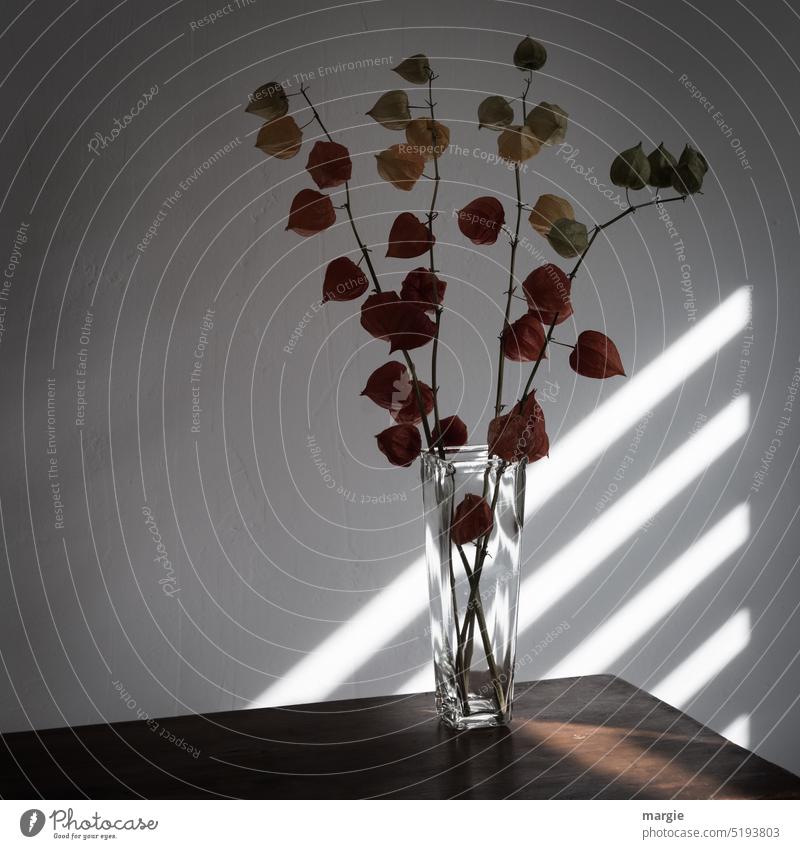 Vase mit Physalis Blumen Dekoration & Verzierung Schatten Farbfoto Innenaufnahme Vase mit Blumen Zierpflanze Beerenfrucht Gartenpflanze Früchte Frucht