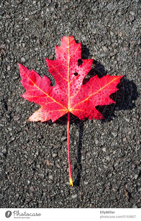Rotes Ahornblatt auf dem Asphalt. Herbst laub rot Blatt Herbstfärbung herbstlich Herbstlaub Natur Farbfoto Vergänglichkeit Jahreszeiten Wandel & Veränderung