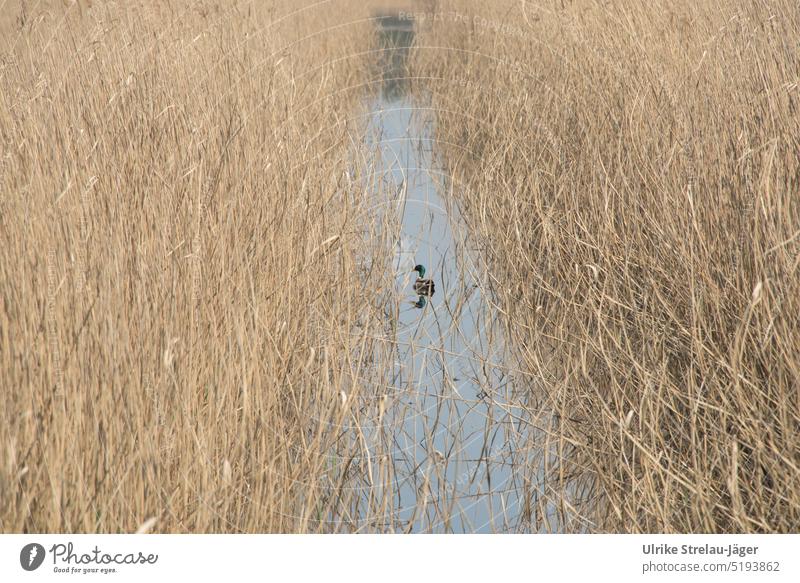 einzelne Ente auf einem Kanal im Schilf Vogel Wasserkanal Schilfränder Schilflandschaft Tier Natur Naturschutzgebiet natürlich Umwelt Frühjahr