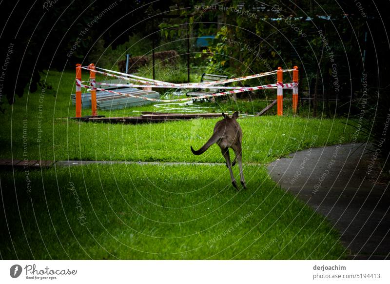 Das Känguru sieht die Photocase Leute und haut  mit großen Sprüngen ab.. Australien Außenaufnahme Menschenleer Farbfoto Tag Tier Tierporträt schön Queensland