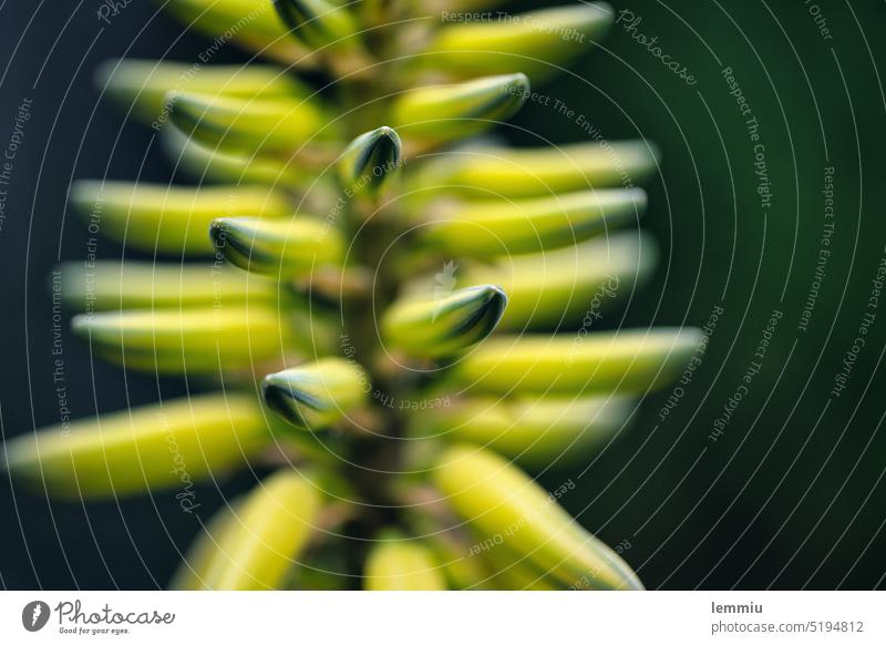 Makroaufnahme mit geringer Schärfentiefe Kaktus Kakteen gelb Botanik natürlich Detailaufnahme Pflanze grün Nahaufnahme Sukkulente