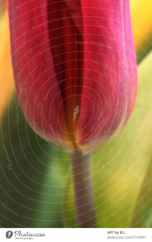 Tulpe im Ausschnitt Eronnerung Augenblick farblich bunt Freude Blumenliebhaber Blüte Jahreszeit zart grün gelb rot Frühling Frühblüher