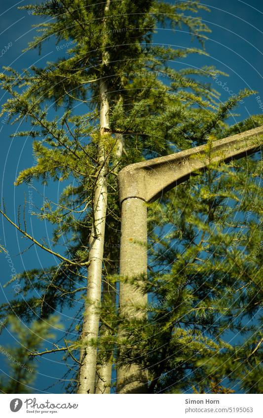 Renaturierung bewachsen Baum Baumstamm Wachstum Umwelt Bionik Natur Technik & Technologie Straßenbeleuchtung Pflanze Symbiose Nadelbaum dauergrün Wald