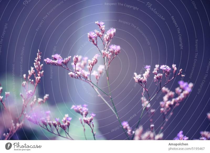 Lila , Blau , Violette Blüten und Blumen Makroaufnahme Nahaufnahme Blütenblatt Blühend Frühling Sommer Schwache Tiefenschärfe Detailaufnahme Pflanze Natur