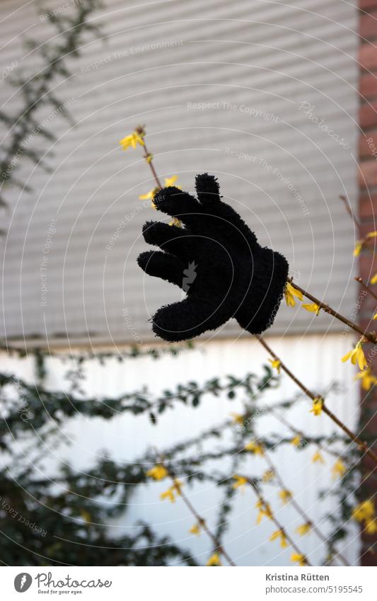 tschüss winter - einzelner handschuh am forsythienstrauch verloren gefunden winken einer vorgarten sträucher verlassen frühling frühjahr symbolisch