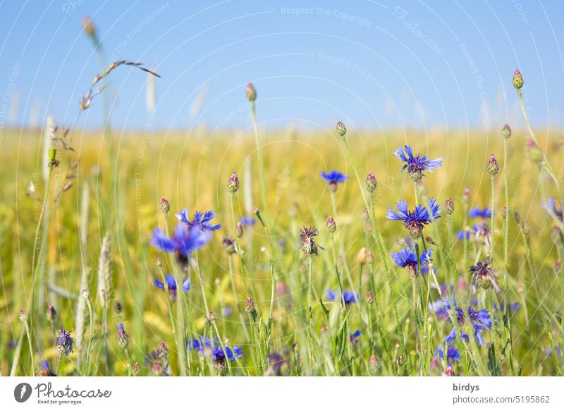 Sommerwiese mit Kornblumen bei schönem Wetter Wiese schönes Wetter Blüte Schönes Wetter blühend Natur blauer himmel schwache Tiefenschärfe Gräser