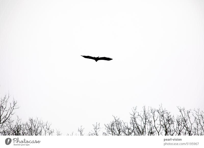 Revierflug des Seeadlers Tierporträt Ganzkörperaufnahme Textfreiraum oben Fliege gleiten Flügel fliegen Spannweite Greifvogel Vogel Himmel Außenaufnahme