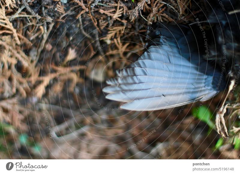 der flügel und das bein einer toten amsel. vogel federn toter vogel liegen gestorben Tierporträt Wildtier Außenaufnahme Nahaufnahme