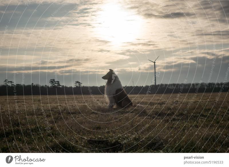 Collie sitzend 1 Hund Tierporträt Menschenleer Außenaufnahme Farbfoto Hirtenhund Haustier Wiese Gras Landschaft Natur Gegenlicht Windrad
