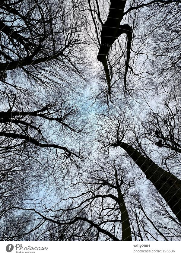 Froschperspektive | Winter im Park Bäume Wald Baumstamm Himmel hoch nach oben Natur Baumkrone Ast Wachstum Umwelt Zweige u. Äste dicht