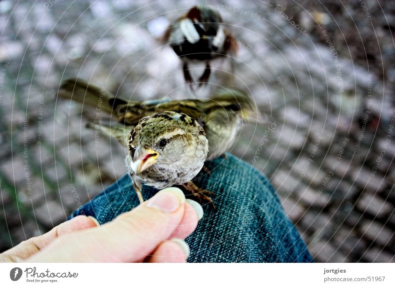 Ein Spatz auf dem Bein… Vogel Mensch Hand Futter füttern Vertrauen sanft Zärtlichkeiten zutraulich