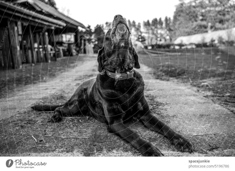 Paul Hund Hundeblick Hundeschnauze Hundekopf jaulen bellen ländlich ländliche Umgebung Bauernhof liegen liegend Wege & Pfade aufpassen Hof Halsband Labrador