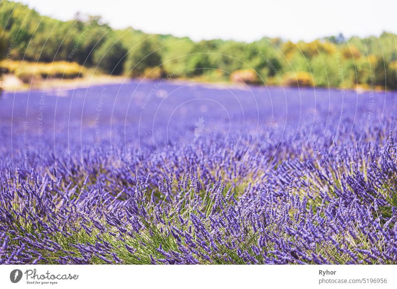 Blühende lila Lavendelblüten in der Provence, Frankreich. Sommersaison berühmt reisen Côte de Azur Ackerbau Aroma Hintergrund Überstrahlung Blüte botanisch