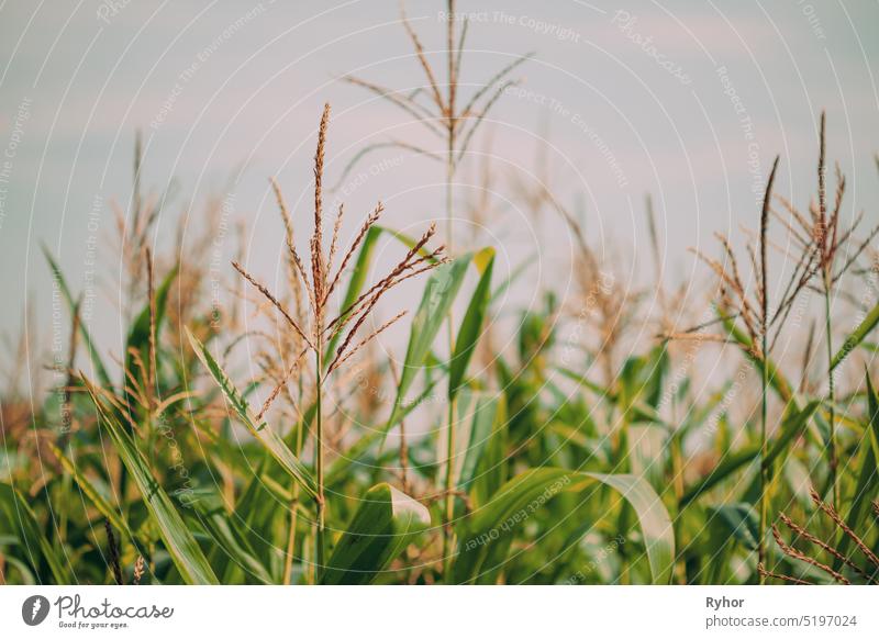 Ländliche Landschaft Maisfeld mit Mais Sprossen. Junges grünes Maisfeld Plantage. Landwirtschaftliche Nutzpflanze. Pflanze Ackerbau Herbst schön abschließen