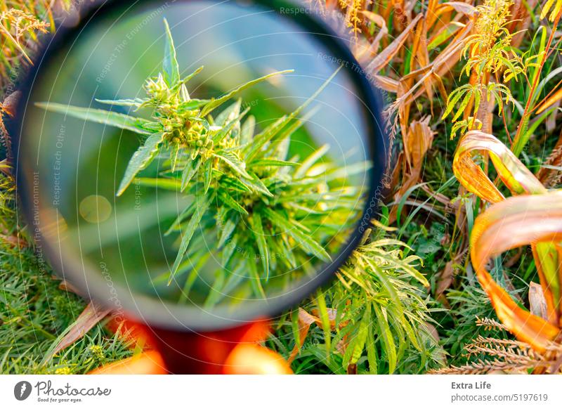 Blick auf die Pflanze von Industriehanf, sativa, mit Lupe Blütenknospen Buchse Cannabidiol Cannabis cbd Mais Kornfeld Ernte Neugier neugierig Fundstück