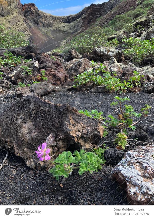Blühende Blumen im Krater eines erloschenen Vulkans auf Lanzarote, Spanien. Schwarze Erde auf einer Vulkaninsel. Exotische Natur. Tourismus auf den Kanarischen Inseln, Spanien.