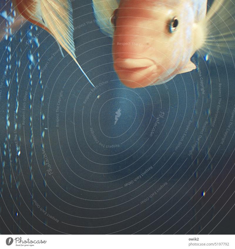 Fischkopp Aquarium Wasser Unterwasseraufnahme Innenaufnahme Kunstlicht Schwimmen & Baden Tier 1 Goldfisch Im Wasser treiben Schweben Farbfoto Idylle ruhig