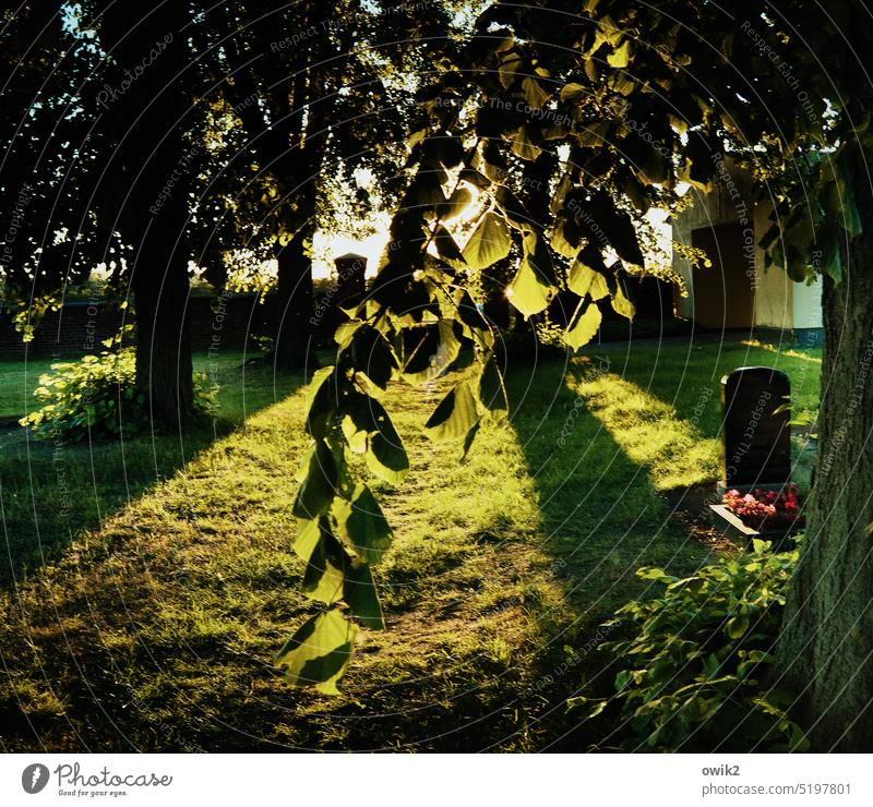 Stilles Erinnern Friedhof Idylle Trauer ruhig trösten Zweige u. Äste hängen Baum Gras geheimnisvoll Außenaufnahme Natur Menschenleer Umwelt Pflanze Landschaft