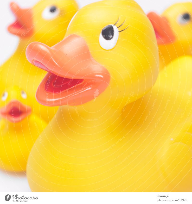 Quietscheentchen Badeente Spielzeug 4 Schnabel Schwärmerei Blick Fröhlichkeit Ente Auge Glück