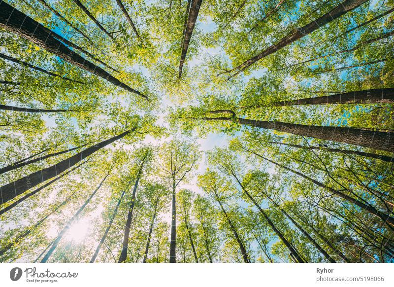 Blick nach oben in schönen Kiefer Laubwald Bäume Woods Canopy. Bottom View Weitwinkel Hintergrund. Greenwood Wald. Trunks And Branches With Fresh Spring Lush