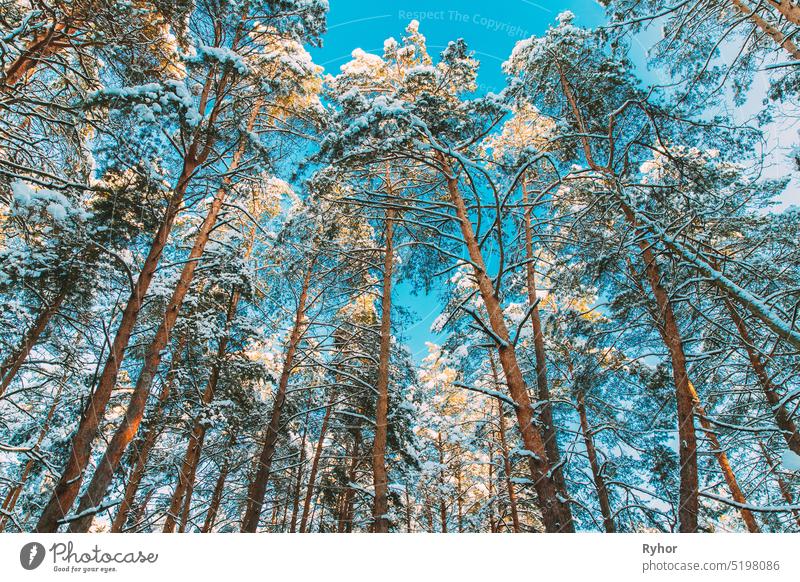 Blick nach oben Blick Schnee bedeckt Kiefer Wald. Frosted Trees Frozen Trunks Woods In Winter Snowy Coniferous Forest Landscape. Schöne Wälder in Waldlandschaft