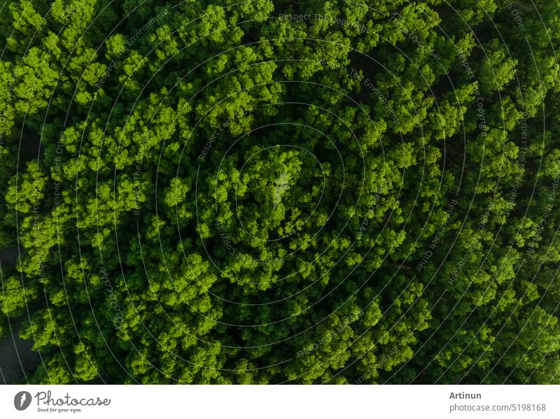 Luftaufnahme eines Mangrovenwaldes von oben. Drohnenansicht von dichten grünen Mangrovenbäumen bindet CO2. Grüne Bäume im Hintergrund für Kohlenstoffneutralität und Netto-Null-Emissionskonzept. Nachhaltige grüne Umwelt.