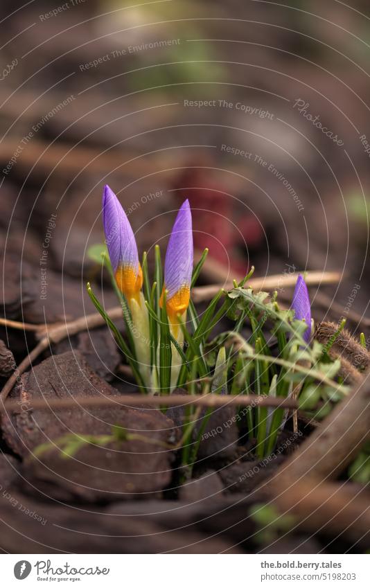 Lila Krokus im Frühling braun lila grün Blume Natur violett Pflanze Garten Blühend Farbfoto Schwache Tiefenschärfe Außenaufnahme