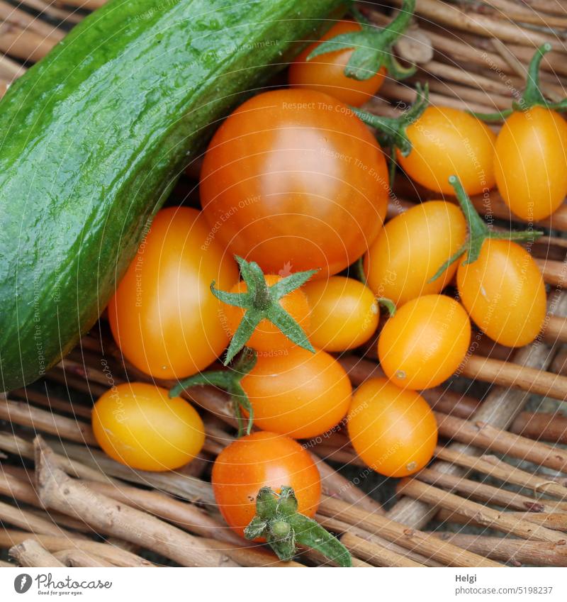 eigene Ernte - frisch geerntete Tomaten und Gurke in einem Weidenkorb Sommer gesund Frucht lecker Ernährung Lebensmittel Bioprodukte Vegetarische Ernährung