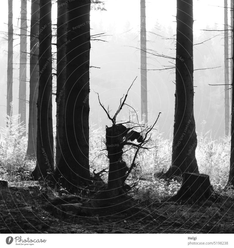 die Außerirdischen kommen - bizarrer Baumstamm im Wald Wildwuchs Ast gespenstisch gruselig außergewöhnlich Silhouette Licht Schatten Nebel nebelig Herbst