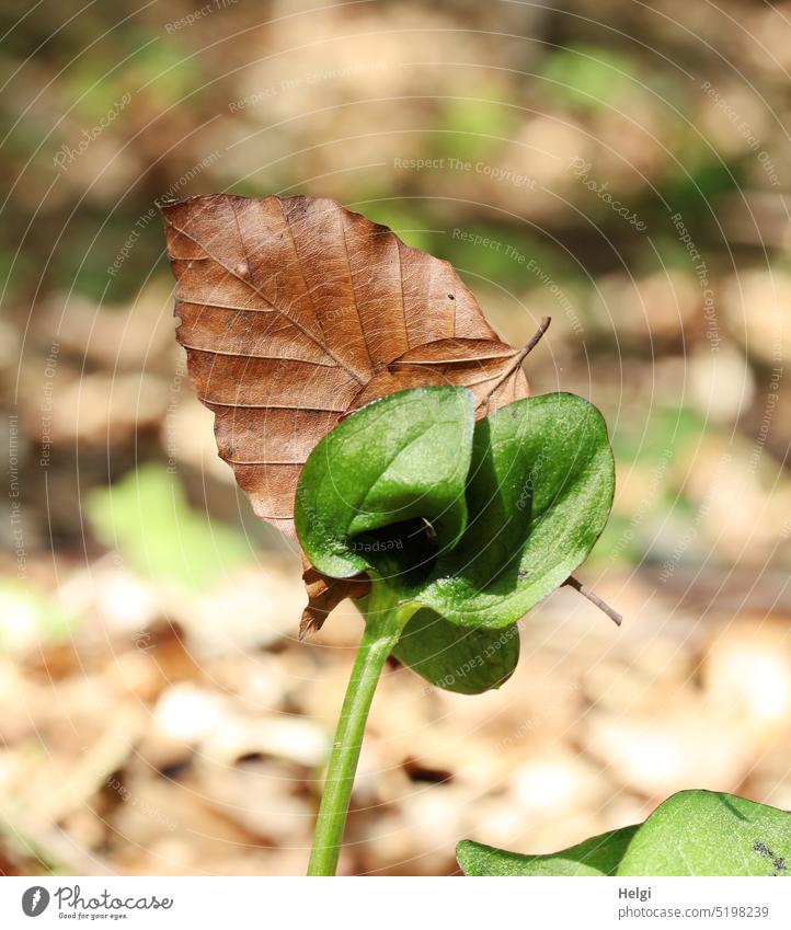 neues Leben - Buchensämling am Waldboden, ein vertrocknetes Buchenblatt klemmt zwischen den jungen Blättern Blatt Pflanze Sämling Jungpflanze Frühling Laub