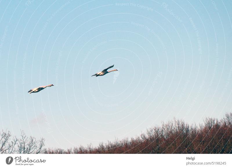 zwei fliegende Schwäne vor blauem Himmel Vogel Schwan schönes Wetter Sträucher Frühling Tier Natur Außenaufnahme Farbfoto Wildtier Menschenleer Umwelt