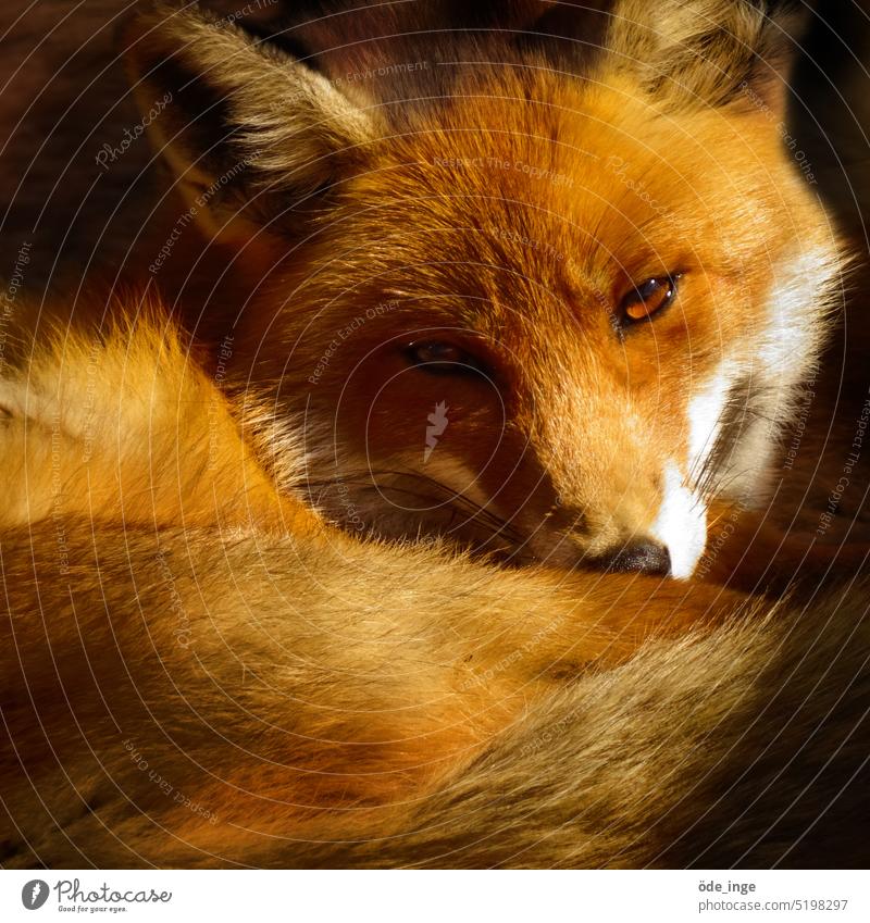 Gretchen Fuchs Tier Tierporträt Wildtier Natur Säugetier Blick Fell Pelz niedlich wild Europäischer Rotfuchs weich plüschig Raubtier