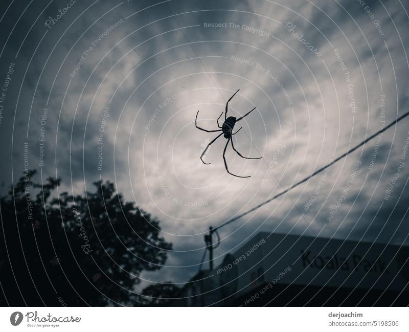 Im Freien Fall. Die etwas größere Spinne hängt an einem Faden und wartet auf Beute. Natur Insekt Außenaufnahme Nahaufnahme Menschenleer Tag Detailaufnahme Tier
