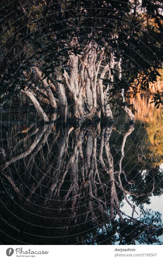Eine verzaubernde Spiegelung eines Baumes. Spiegelung im Wasser Menschenleer Farbfoto Wasserspiegelung friedlich See Natur ruhig Außenaufnahme Idylle