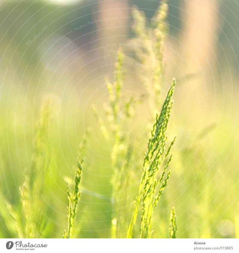 Zeitumstellung | Schön war's! Sommer Schönes Wetter Gras Grünpflanze Ähren Getreide Wiese hell natürlich gelb gold grün Frieden ruhig Zufriedenheit zart