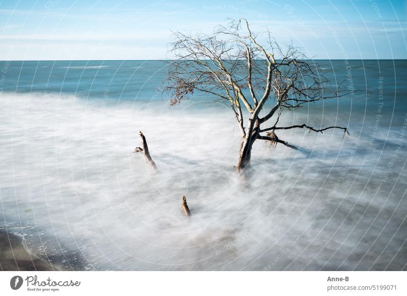 ein Baum im Meer in weichem länger belichtetem Wasser Natur Strand Naturgewalt entwurzelt Laubbaum baden gegangen weggespült Spülsaum blau Weststrand Darss Darß