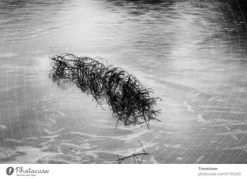 Ist da Leben auf dem Eis? Eisfläche See Winter kalt gefroren Zweige Mehrfachbelichtung Schatten Hintergrund Spiegelung hell und dunkel Menschenleer