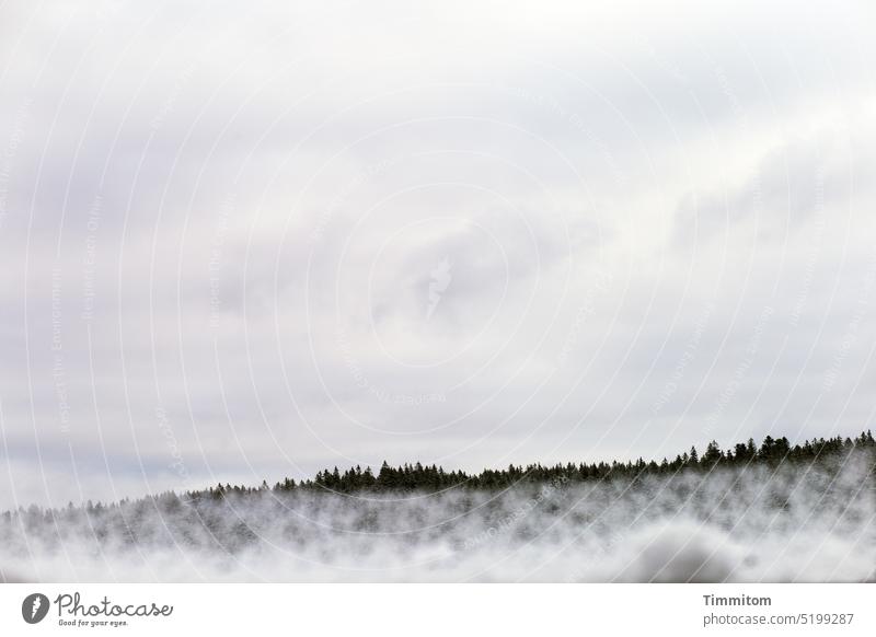 Winterlicher Himmel und Schwarzwaldbäume Schnee kalt Wolken Bäume Wald Fichten Natur Landschaft Menschenleer Winterstimmung