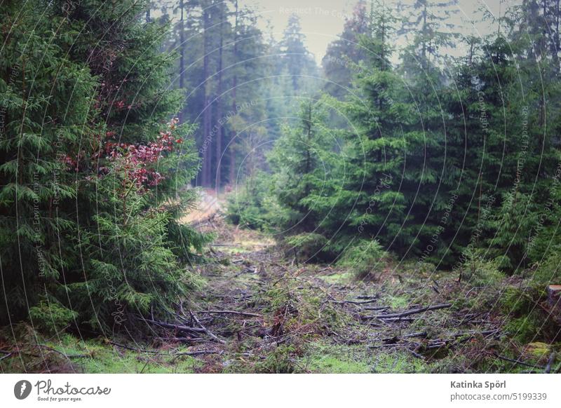 Der fränkische Wald an einem verregneten Dezembertage. wood forrest rain rainy Oberfranken Bayern Franken Tanne Fichte Fichtenwald Nadelwald Tannenbaum