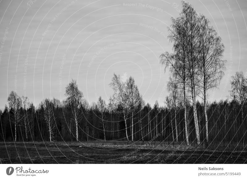 Birkenwald, schwarz-weiß, monochrom, Winterzeit, ohne Schnee, blattlose Bäume Hintergrund schön schwarz auf weiß kalt Umwelt Wald Frost Eis Landschaft Licht