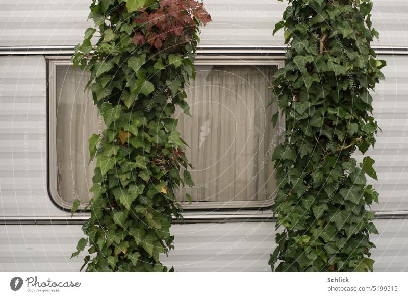 Campingidylle mit Wohnwagen und Efeu Fenster Pflanze hell weiß Farbfoto grün Außenaufnahme Natur Tag Blatt Grünpflanze Wachstum bewachsen Nahaufnahme Gardinen