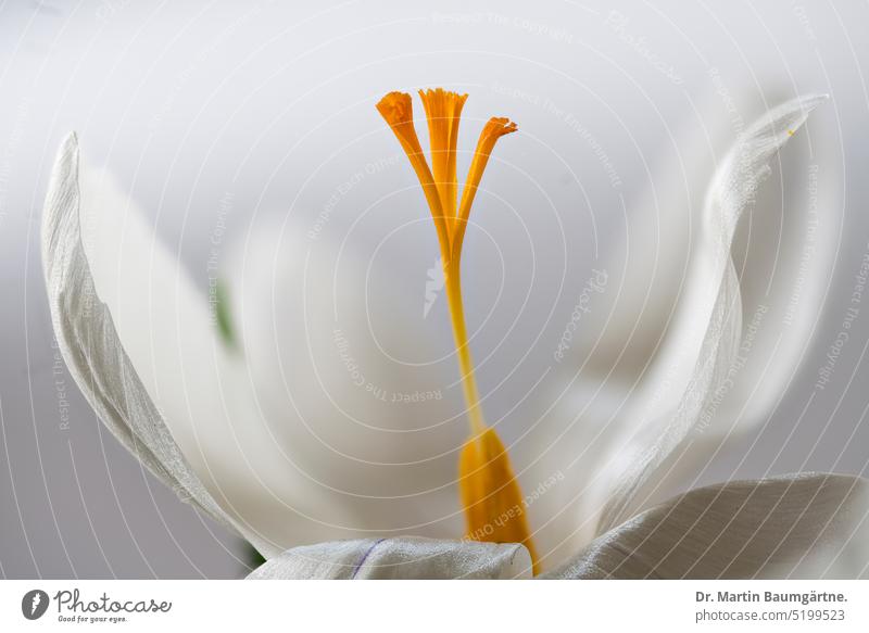 Gartenkrokus, Crocus vernus, weiß blühende Sorte Blüte Nahaufnahme Stempel Narbe Frühjahrsblüher Knollenpflanze Geophyt Irisgewächse Schwertliliengewächse