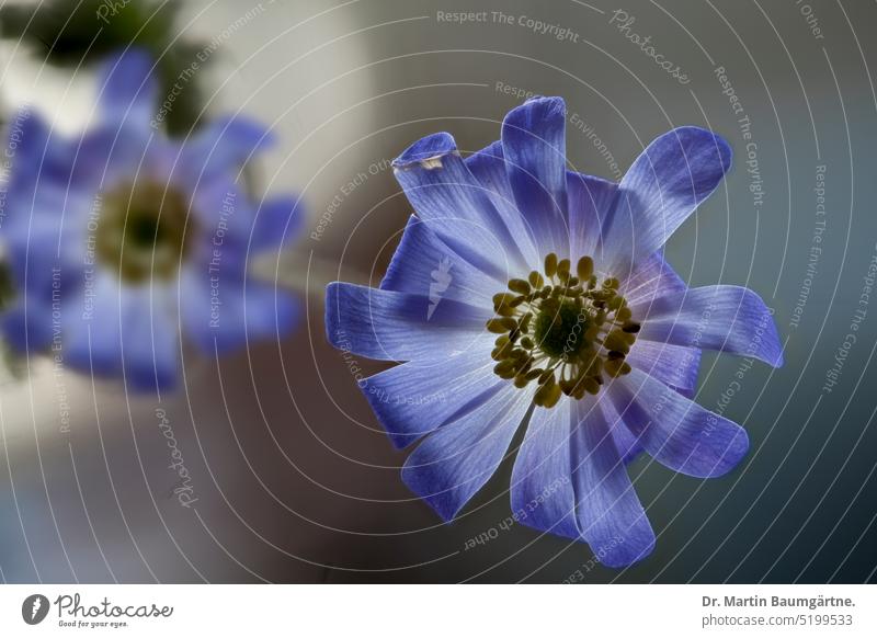 Anemone blanda, Strahlenanemone, Blüten Balkanwindröschen blühen blau Geophyt Staude ausdauernd giftig Nahaufnahme Hahnenfußgewächse Ranunculaceae